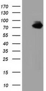 VWA5A Antibody in Western Blot (WB)