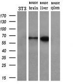 Coronin 1B Antibody in Western Blot (WB)