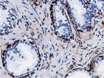 QPRT Antibody in Immunohistochemistry (Paraffin) (IHC (P))