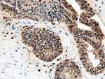 NT5D1 Antibody in Immunohistochemistry (Paraffin) (IHC (P))