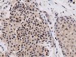 NT5D1 Antibody in Immunohistochemistry (Paraffin) (IHC (P))