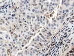 NT5D1 Antibody in Immunohistochemistry (Paraffin) (IHC (P))