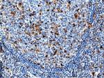 NT5D1 Antibody in Immunohistochemistry (Paraffin) (IHC (P))