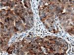 NT5D1 Antibody in Immunohistochemistry (Paraffin) (IHC (P))