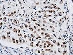 NT5D1 Antibody in Immunohistochemistry (Paraffin) (IHC (P))