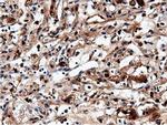 NT5D1 Antibody in Immunohistochemistry (Paraffin) (IHC (P))