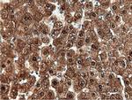 NT5D1 Antibody in Immunohistochemistry (Paraffin) (IHC (P))