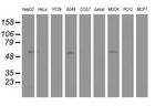 NT5D1 Antibody in Western Blot (WB)