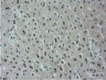 NT5D1 Antibody in Immunohistochemistry (Paraffin) (IHC (P))