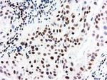 NT5D1 Antibody in Immunohistochemistry (Paraffin) (IHC (P))