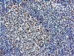 NT5D1 Antibody in Immunohistochemistry (Paraffin) (IHC (P))