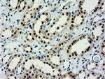 NT5D1 Antibody in Immunohistochemistry (Paraffin) (IHC (P))