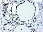 NT5D1 Antibody in Immunohistochemistry (Paraffin) (IHC (P))