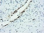 NT5D1 Antibody in Immunohistochemistry (Paraffin) (IHC (P))