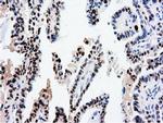NT5D1 Antibody in Immunohistochemistry (Paraffin) (IHC (P))