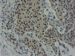 NT5D1 Antibody in Immunohistochemistry (Paraffin) (IHC (P))