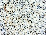 NT5D1 Antibody in Immunohistochemistry (Paraffin) (IHC (P))