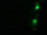 NT5D1 Antibody in Immunocytochemistry (ICC/IF)