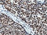 NT5D1 Antibody in Immunohistochemistry (Paraffin) (IHC (P))