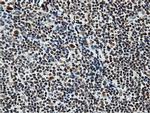 NT5D1 Antibody in Immunohistochemistry (Paraffin) (IHC (P))