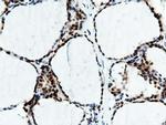 NT5D1 Antibody in Immunohistochemistry (Paraffin) (IHC (P))