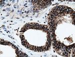 NT5D1 Antibody in Immunohistochemistry (Paraffin) (IHC (P))