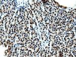 NT5D1 Antibody in Immunohistochemistry (Paraffin) (IHC (P))