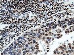 NT5D1 Antibody in Immunohistochemistry (Paraffin) (IHC (P))