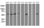 NT5D1 Antibody in Western Blot (WB)