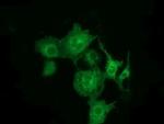 MTMR14 Antibody in Immunocytochemistry (ICC/IF)