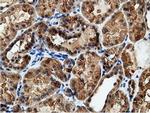 EPHX2 Antibody in Immunohistochemistry (Paraffin) (IHC (P))