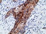 EPHX2 Antibody in Immunohistochemistry (Paraffin) (IHC (P))