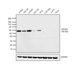 EPHX2 Antibody