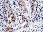 PEPD Antibody in Immunohistochemistry (Paraffin) (IHC (P))