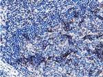 PEPD Antibody in Immunohistochemistry (Paraffin) (IHC (P))