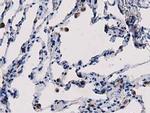 PEPD Antibody in Immunohistochemistry (Paraffin) (IHC (P))