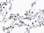 Adenylate Kinase 5 Antibody in Immunohistochemistry (Paraffin) (IHC (P))