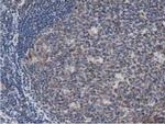 DNAJA2 Antibody in Immunohistochemistry (Paraffin) (IHC (P))