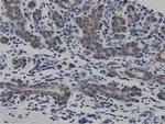 DNAJA2 Antibody in Immunohistochemistry (Paraffin) (IHC (P))