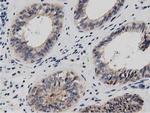 DNAJA2 Antibody in Immunohistochemistry (Paraffin) (IHC (P))