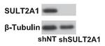 SULT2A1 Antibody in Western Blot (WB)