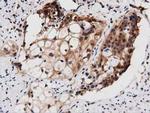 PEPD Antibody in Immunohistochemistry (Paraffin) (IHC (P))