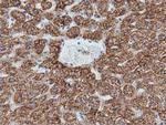 IVD Antibody in Immunohistochemistry (Paraffin) (IHC (P))