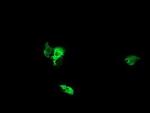 NEK11 Antibody in Immunocytochemistry (ICC/IF)