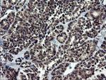 NEK11 Antibody in Immunohistochemistry (Paraffin) (IHC (P))