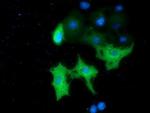 MTMR14 Antibody in Immunocytochemistry (ICC/IF)