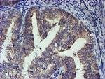 TCP11L2 Antibody in Immunohistochemistry (Paraffin) (IHC (P))