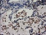 ADSL Antibody in Immunohistochemistry (Paraffin) (IHC (P))