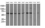 ADSL Antibody in Western Blot (WB)