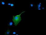 GAS7 Antibody in Immunocytochemistry (ICC/IF)